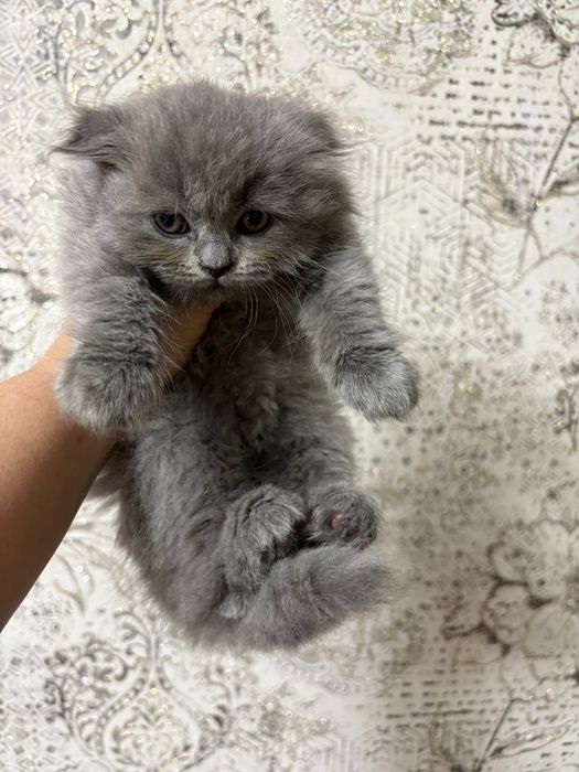 Britanskiy toza qon mushukchala sotiladi. 100 $dan