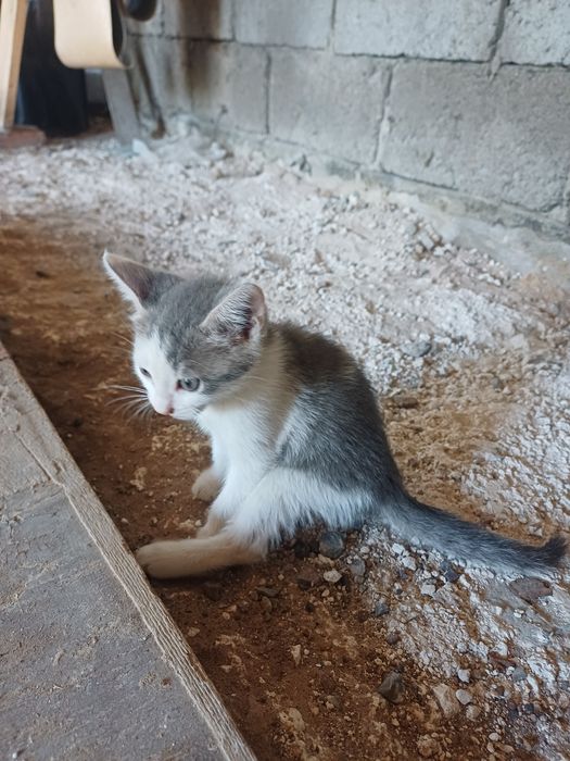 Отдам в добрые руки котят