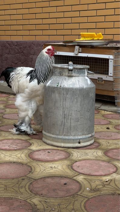 Инкубационные яйца Брама. Племенное поголовье