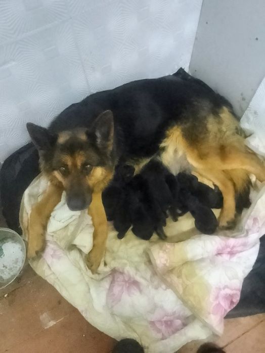 Продам щенят, мальчики 40к без документов. Девочки 30к