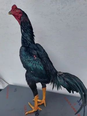Malayo zot toza yoshga tolgan