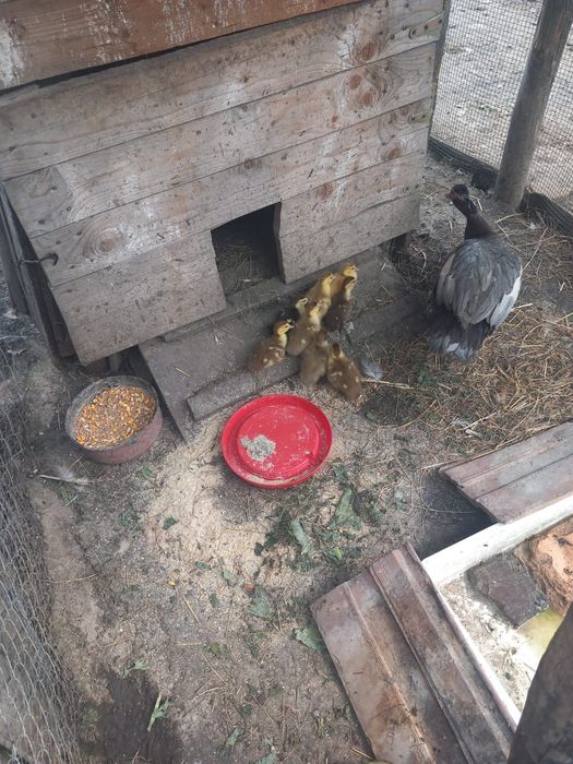 Vând rațe leșești
