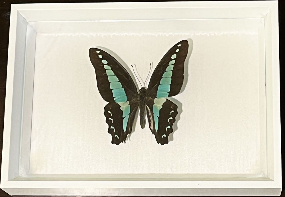 Картини с уникални видове пеперуди от цял свят