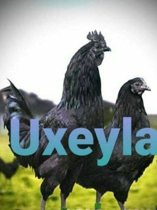 Uxayl tovuq tuxumlariga zakaz olamiz