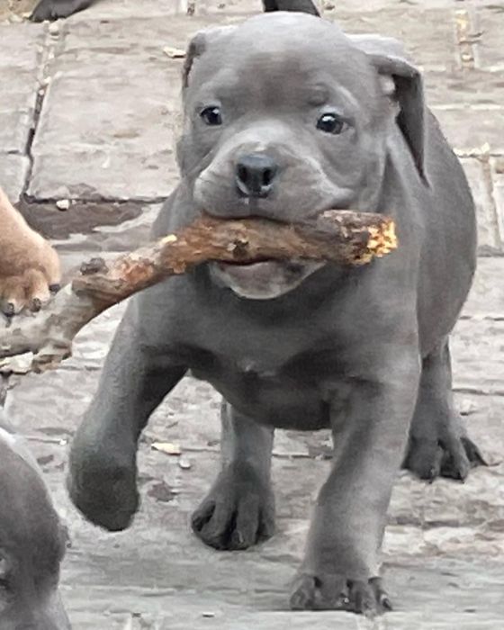 Щенки американский булли