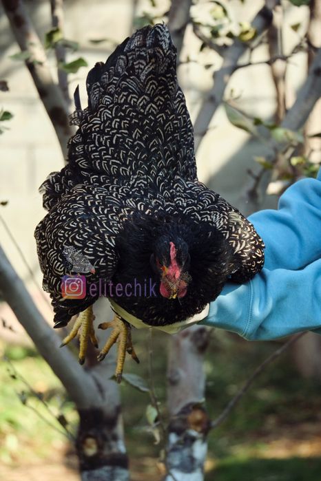 Барневельдер серебро