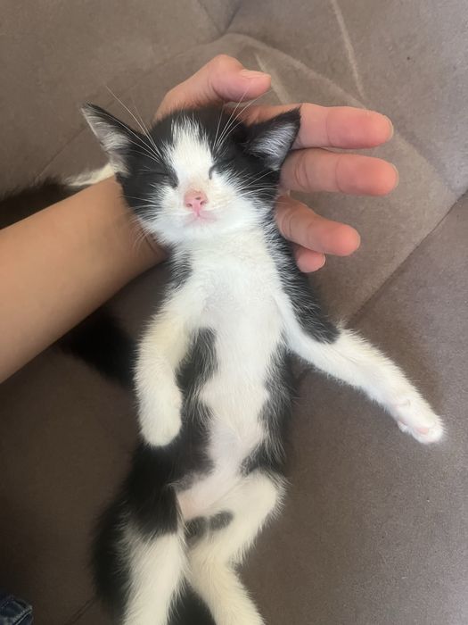 Котята отдам в добрые руки  шымкент