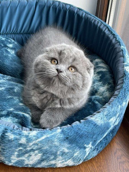 Продаётся шотландский котёнок