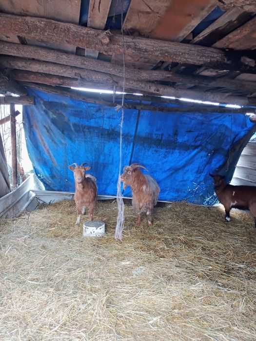 Vând  tap  1 an jumate