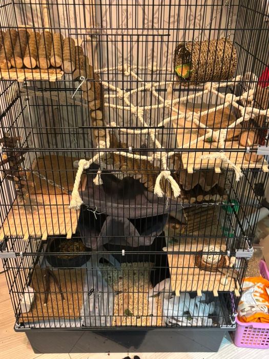 Две крысы и клетка