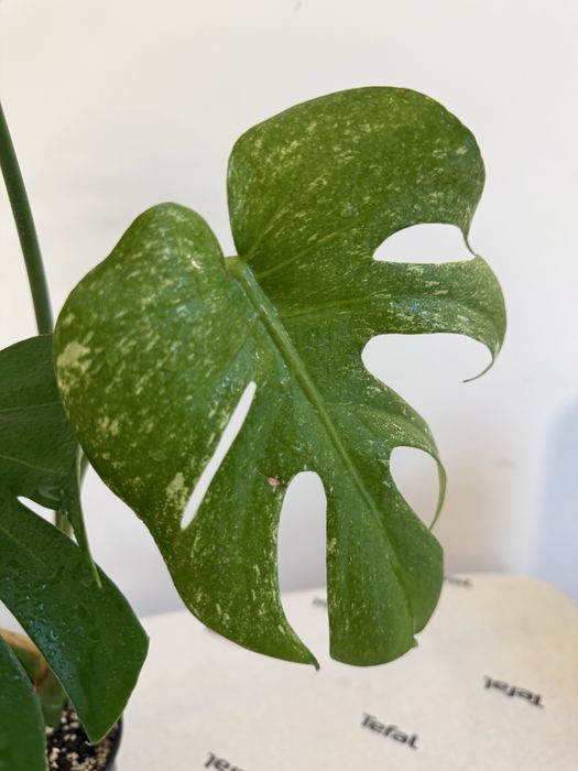 Продам монстеру тайское созвездие