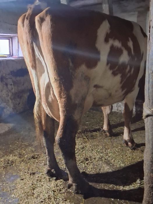 Vand juninca baltata românească a 2a fătare Fatata de 5 săptămâni