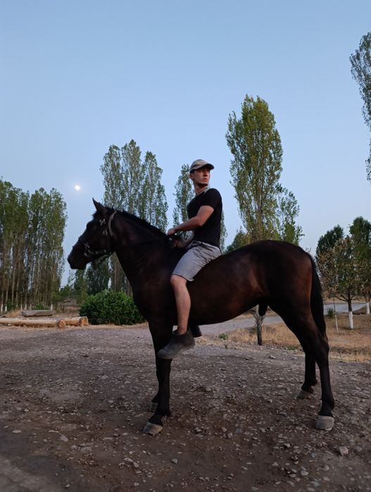 2.5 yoshli toy sotiladi