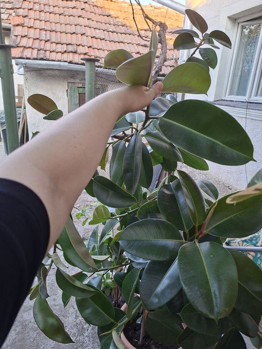 De vânzare flori!Ficuși și trandafir japonez , floare umbrela