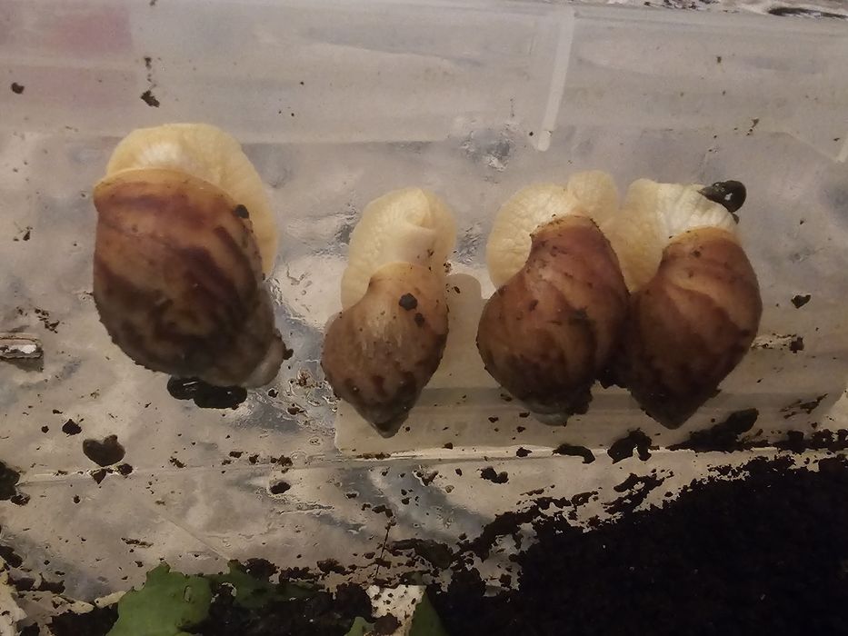 Улытка продаётся