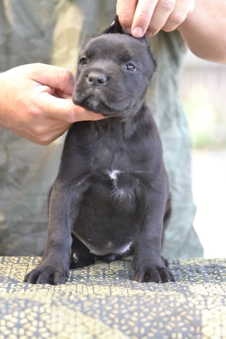 Cane Corso 10 saptamani