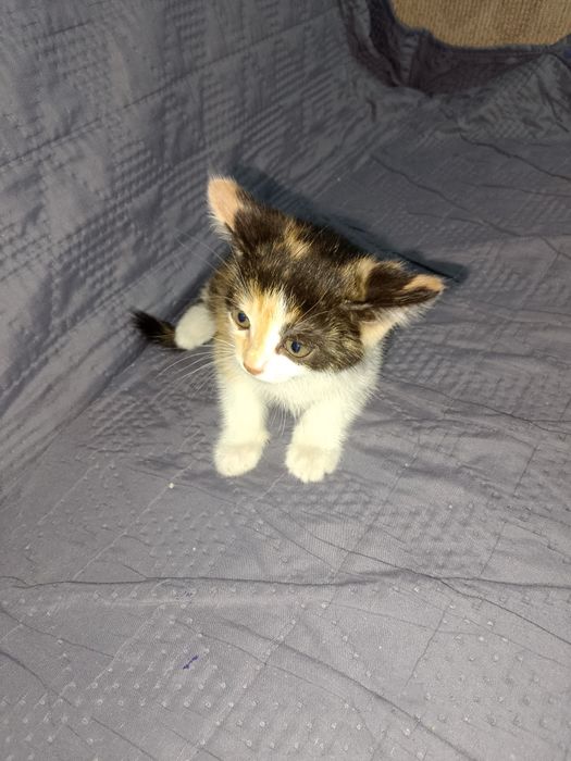 Дарю милых котят