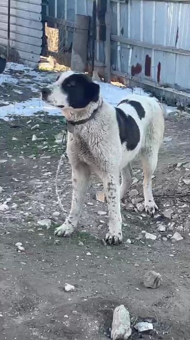 Алабай сатылады.