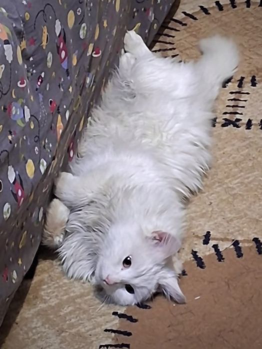 Наглая мурчащая моська ищет дом