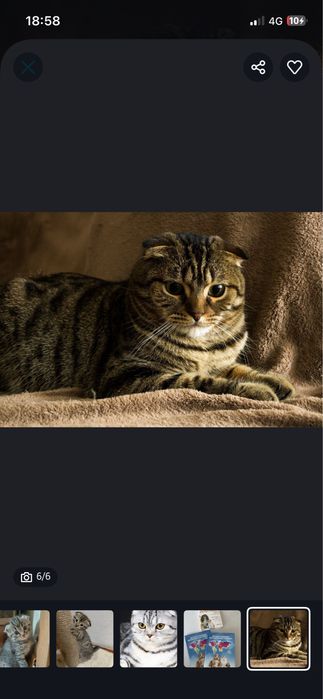 Шотландский вислоухий котёнок