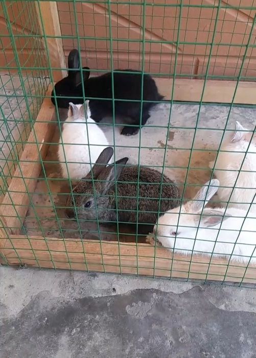 quyon bollari sotiladi