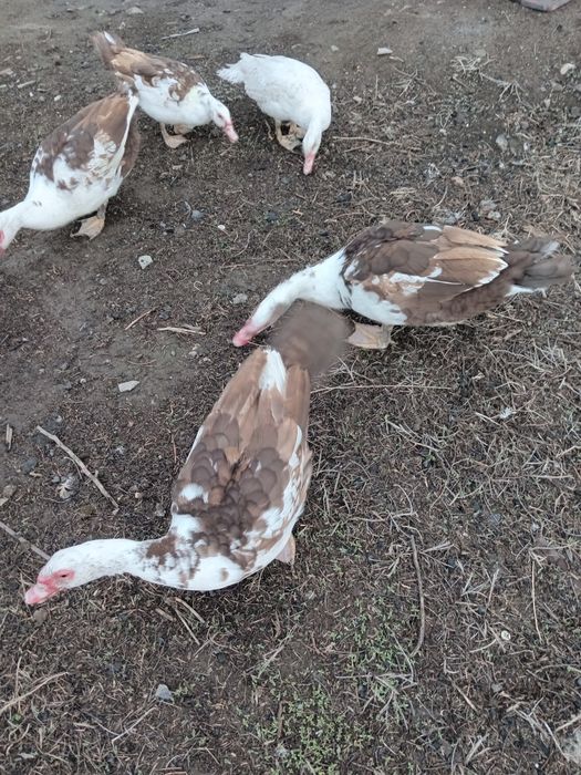 Продам  молодых селезней