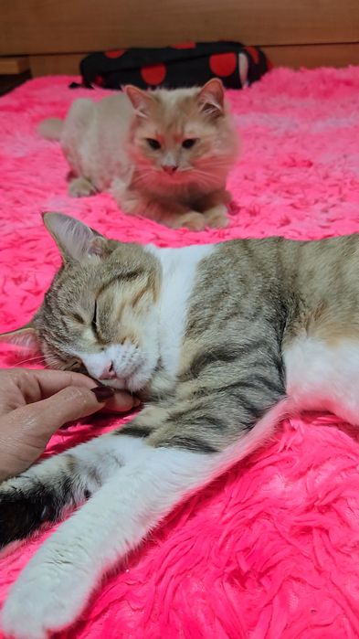 Pentru adoptie motan UNIC,Super-Lipicios