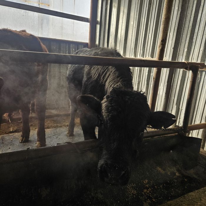 Продам бычков (бұқа)