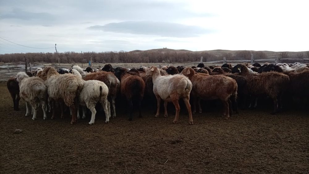 Буаз қойлар сатылады