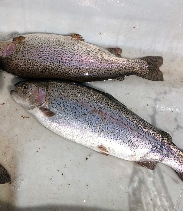 Форель свежая Алматинская