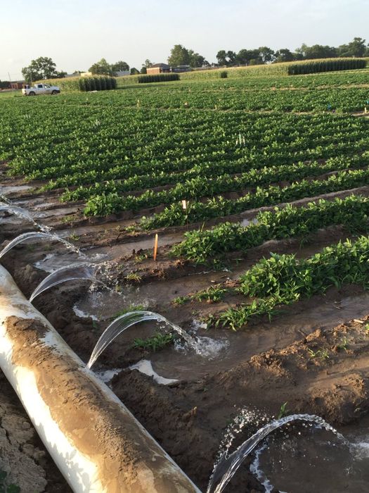 Шланг, бугдой пахта макка