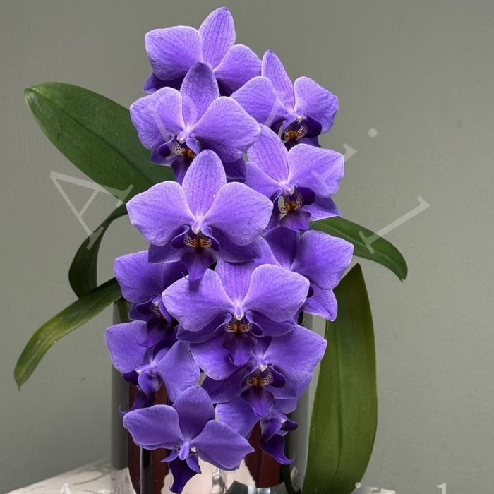 Редкие сорта Орхидеи