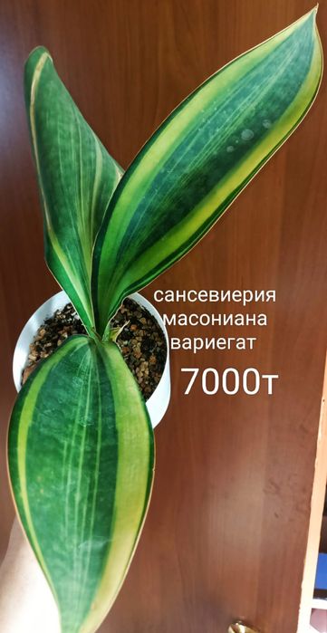 Филодендрон 4500т