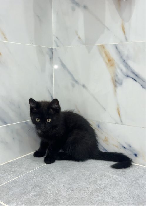 Отдам котенкав добрые руки