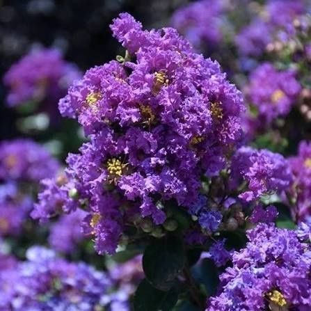 Liliac Indian (Flori Mov )