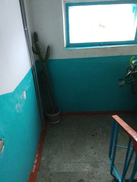 Продам Кактус 180 см