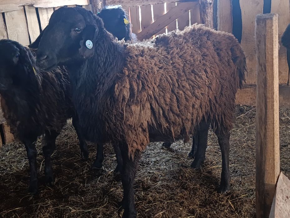 Продам кошкара баран