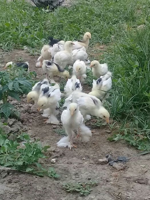 Брама балапандары цыплята