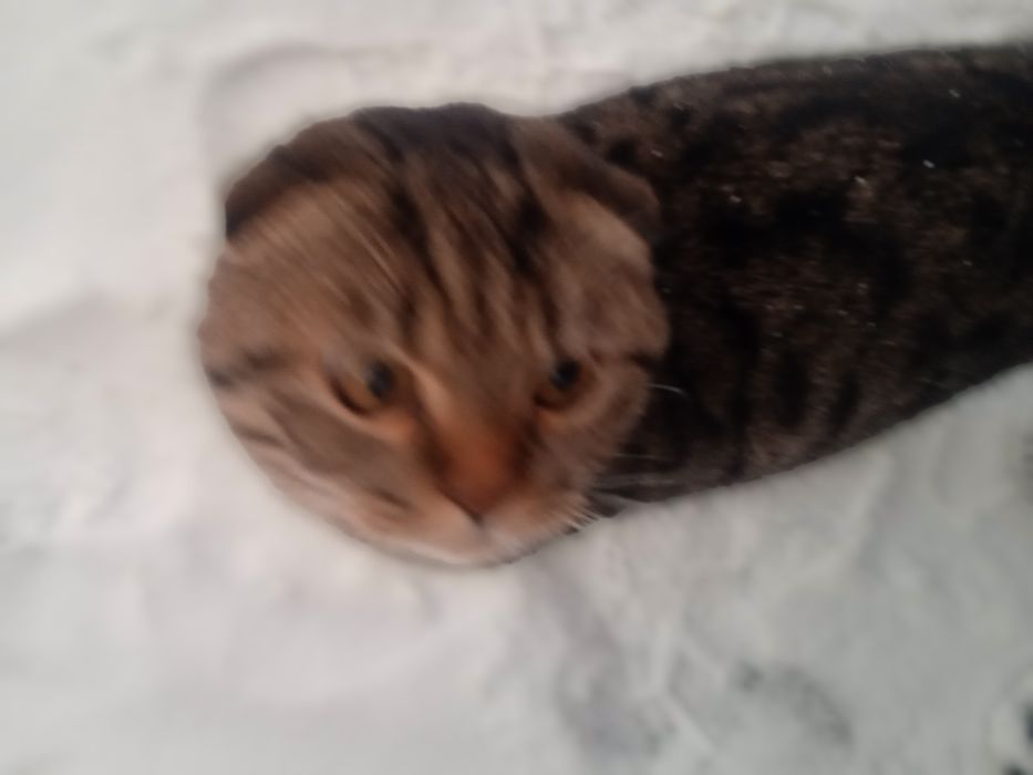 Вислоухий, молодой, шотладской породы,котик.Ласковый,спокойный,здоровы