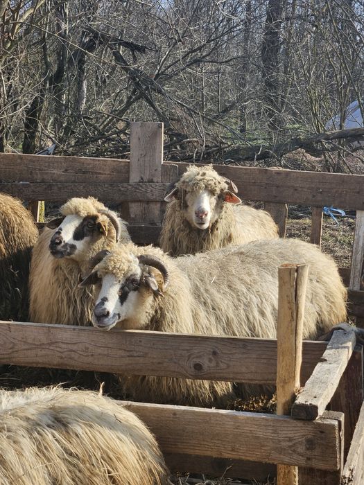 Oi, capre si berbeci de vânzare