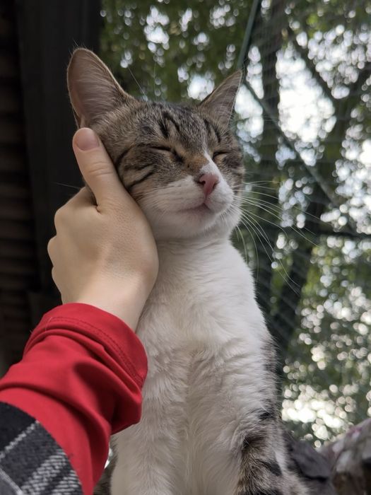 Ласковый котик ищет дом!