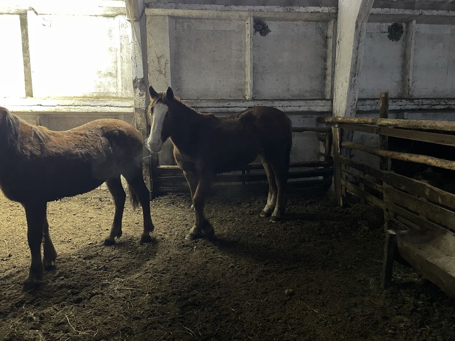 Продам жеребец айгыр