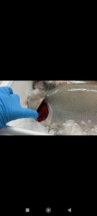 Форель Норвежская, Супер