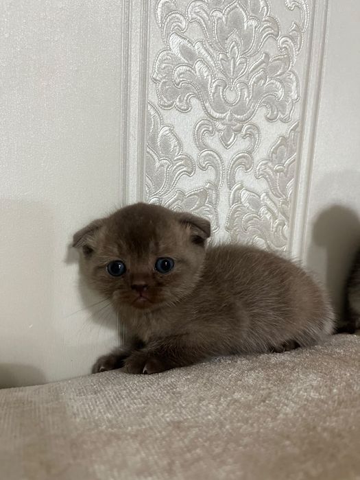 Шотландские котята