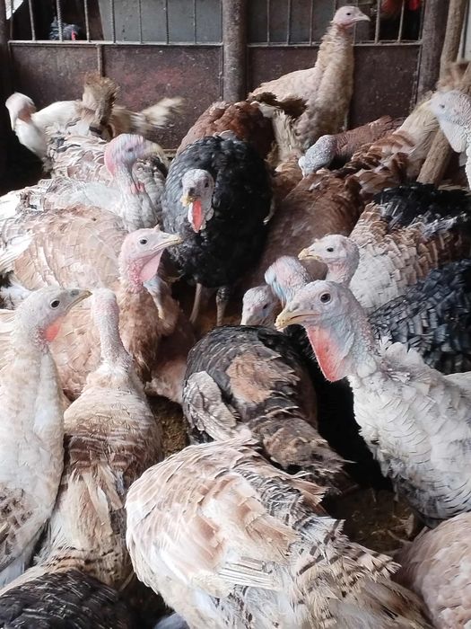 Продавам пуйки !