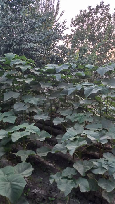 Павлония дарахт кучатлари сотувда