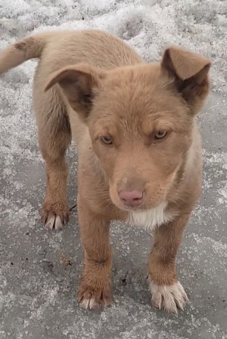 Девчонки щеночки