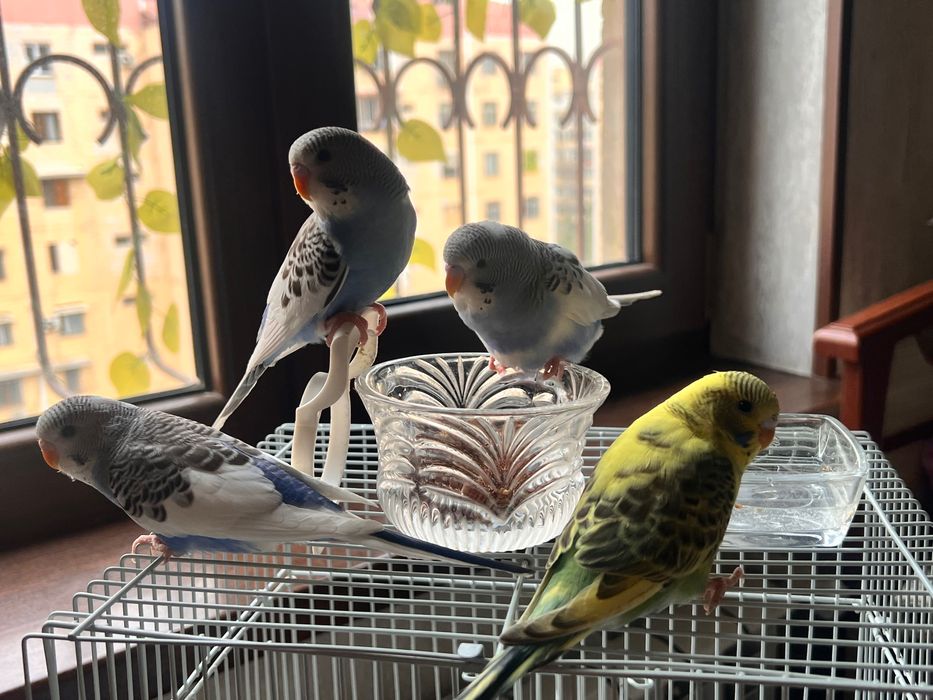 Valnistiy papugay Totiqush Волнистый чех подчех