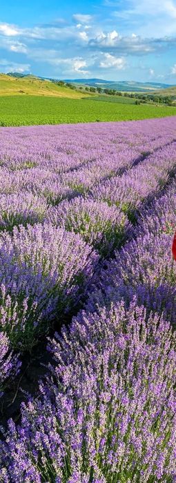 Vand ulei Lavanda 250 Lei/L