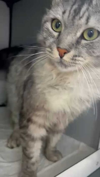 Кот  ищет дом и любящих хозяев